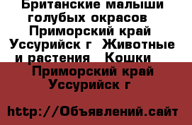 Британские малыши голубых окрасов - Приморский край, Уссурийск г. Животные и растения » Кошки   . Приморский край,Уссурийск г.